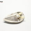 Intermitente TRAS DCH TRASERO DCH   Piaggio Liberty 49/125/150 1996-2003 E3C1503 - Imagen 7