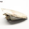 Intermitente TRAS IZQ TRASERO IZQ  Piaggio Liberty 49/125/150 1996-2003 E3C1506 - Imagen 5